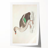 Vintage Animal Art – Spotted-Billed Duck Illustration Print