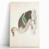 Vintage Animal Art – Spotted-Billed Duck Illustration Print