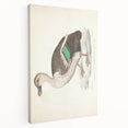 Vintage Animal Art – Spotted-Billed Duck Illustration Print