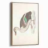 Vintage Animal Art – Spotted-Billed Duck Illustration Print