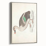 Vintage Animal Art – Spotted-Billed Duck Illustration Print