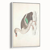 Vintage Animal Art – Spotted-Billed Duck Illustration Print