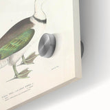 Vintage Animal Art – Girra Teal Duck Illustration Wall Print