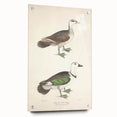 Vintage Animal Art – Girra Teal Duck Illustration Wall Print