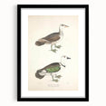 Vintage Animal Art – Girra Teal Duck Illustration Wall Print