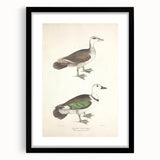 Vintage Animal Art – Girra Teal Duck Illustration Wall Print