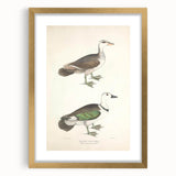 Vintage Animal Art – Girra Teal Duck Illustration Wall Print