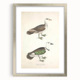 Vintage Animal Art – Girra Teal Duck Illustration Wall Print