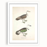 Vintage Animal Art – Girra Teal Duck Illustration Wall Print
