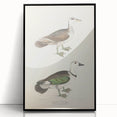 Vintage Animal Art – Girra Teal Duck Illustration Wall Print