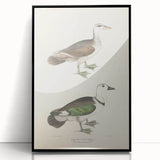 Vintage Animal Art – Girra Teal Duck Illustration Wall Print