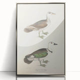 Vintage Animal Art – Girra Teal Duck Illustration Wall Print