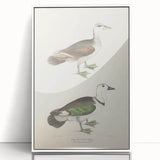 Vintage Animal Art – Girra Teal Duck Illustration Wall Print