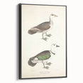 Vintage Animal Art – Girra Teal Duck Illustration Wall Print