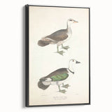 Vintage Animal Art – Girra Teal Duck Illustration Wall Print