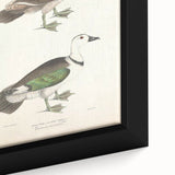 Vintage Animal Art – Girra Teal Duck Illustration Wall Print