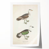Vintage Animal Art – Girra Teal Duck Illustration Wall Print