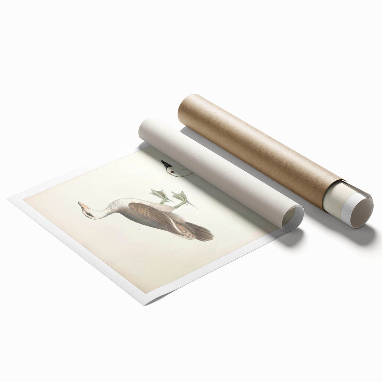 Vintage Animal Art – Girra Teal Duck Illustration Wall Print