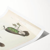 Vintage Animal Art – Girra Teal Duck Illustration Wall Print