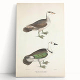 Vintage Animal Art – Girra Teal Duck Illustration Wall Print