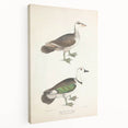 Vintage Animal Art – Girra Teal Duck Illustration Wall Print