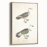 Vintage Animal Art – Girra Teal Duck Illustration Wall Print