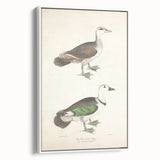 Vintage Animal Art – Girra Teal Duck Illustration Wall Print