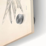 Vintage Animal Art – Waved Tern Illustration Wall Print