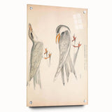 Vintage Animal Art – Waved Tern Illustration Wall Print