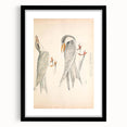Vintage Animal Art – Waved Tern Illustration Wall Print