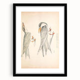 Vintage Animal Art – Waved Tern Illustration Wall Print