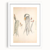 Vintage Animal Art – Waved Tern Illustration Wall Print