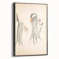 Vintage Animal Art – Waved Tern Illustration Wall Print