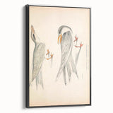 Vintage Animal Art – Waved Tern Illustration Wall Print