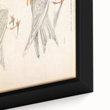 Vintage Animal Art – Waved Tern Illustration Wall Print