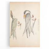 Vintage Animal Art – Waved Tern Illustration Wall Print