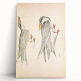 Vintage Animal Art – Waved Tern Illustration Wall Print