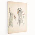 Vintage Animal Art – Waved Tern Illustration Wall Print