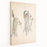Vintage Animal Art – Waved Tern Illustration Wall Print