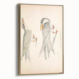 Vintage Animal Art – Waved Tern Illustration Wall Print