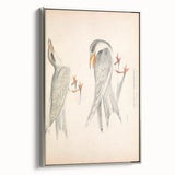 Vintage Animal Art – Waved Tern Illustration Wall Print