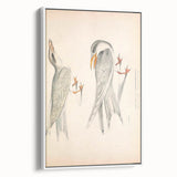 Vintage Animal Art – Waved Tern Illustration Wall Print