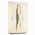 Vintage Animal Art – Exotic Pipefish Illustration Wall Print