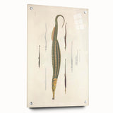 Vintage Animal Art – Exotic Pipefish Illustration Wall Print