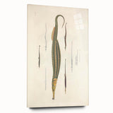 Vintage Animal Art – Exotic Pipefish Illustration Wall Print