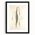 Vintage Animal Art – Exotic Pipefish Illustration Wall Print