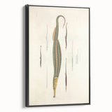 Vintage Animal Art – Exotic Pipefish Illustration Wall Print