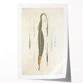 Vintage Animal Art – Exotic Pipefish Illustration Wall Print