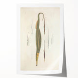 Vintage Animal Art – Exotic Pipefish Illustration Wall Print