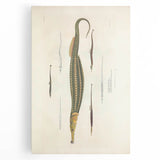 Vintage Animal Art – Exotic Pipefish Illustration Wall Print